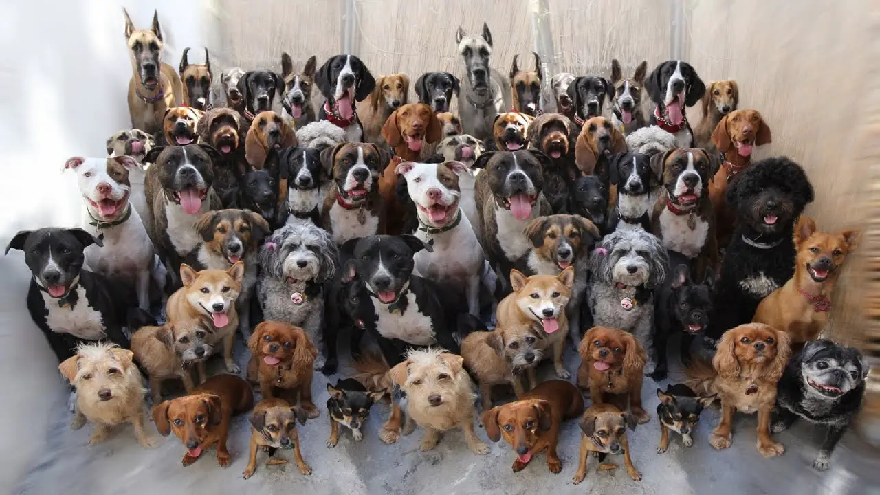 These Are All Dog Breeds That Currently Exist