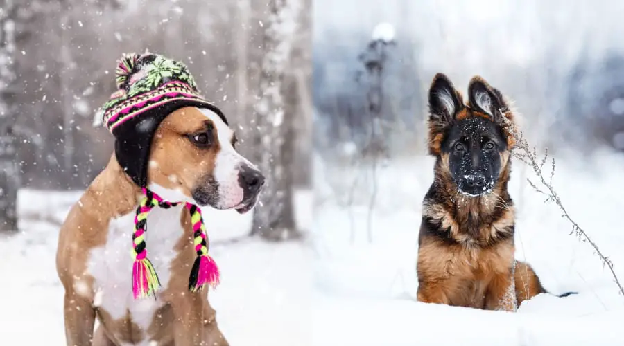 American Pitbull Terrier vs. German Shepherd: Race comparison - Dog ...
