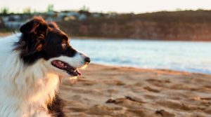 Border Collie Dog Looking at Water