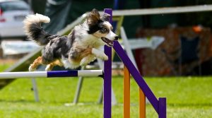 Dog-Jumping-Over-Obstacle
