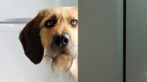 Dog-Peeking-Around-a-Doorway