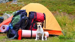 Dog Posing in Front of a Tent