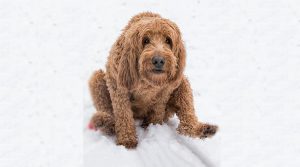 Goldendoodle-Scooting-in-Snow