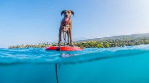 Happy Dog on a Paddle Board