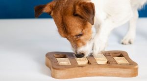 Jack Russell Solving a Puzzle