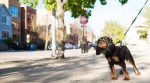 Small Dog on a Leash on a Sidewalk