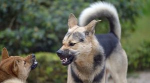 german-shepherd-growling-at-another-dog