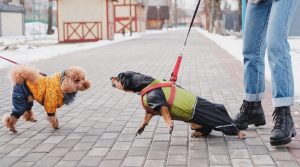 small-dog-barking-at-another-dog