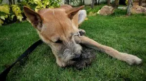 Dog-Eating-Grass