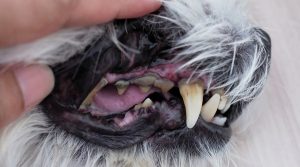Dog-With-Dirty-Teeth-Licking