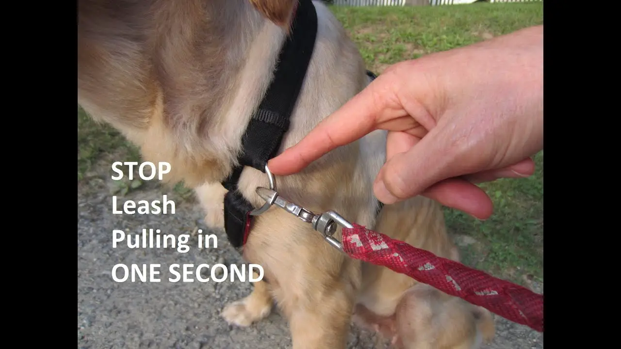 how to train a dog to stop pulling when walking
