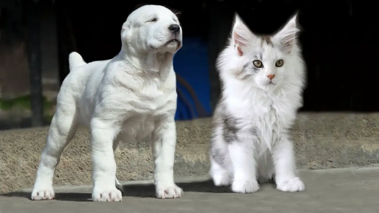 These Are 10 Cat Breeds That Act Just Like Dogs