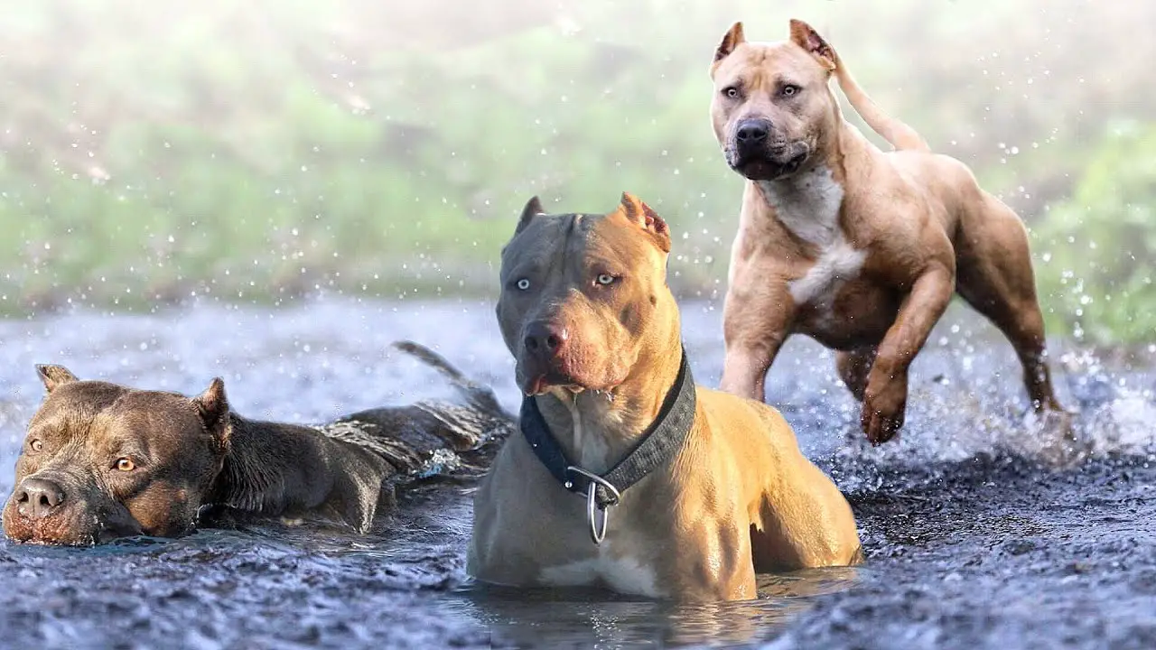 These Are 10 Best Water Dog Breeds