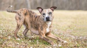 Catahoula-Leopard-Dog-Mixed-with-Pitbull-Playing
