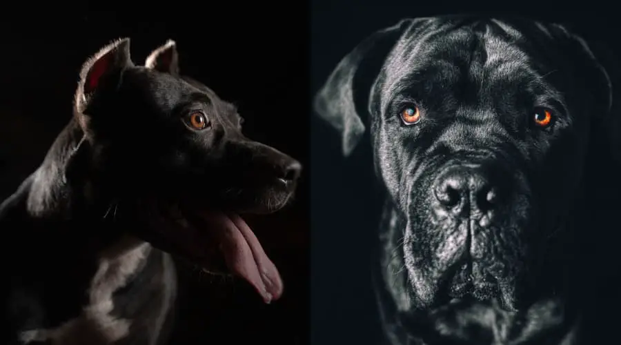 Cane Corso vs. American Pitbull Terrier breed comparison