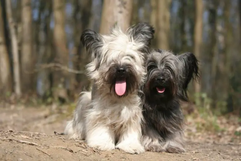 Skye Terrier: Dog Breed Information and Owner’s Guide ...