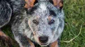 Blue Heeler Australian Shepherd Puppies