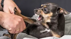 Chihuahua-growling-at-human-hand