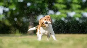 Dog Shaking Water Off