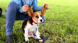 child-playing-with-beagles-ears