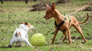 small-dog-being-protective-over-his-ball