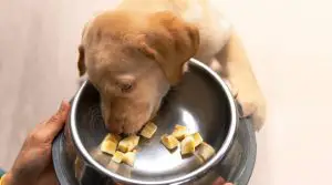 Puppy-golden-retreiver-eating-banana-piece-from-food-bowl