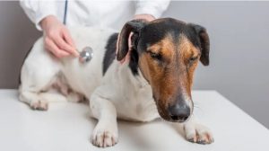 Hund fühlt sich beim Tierarzt krank