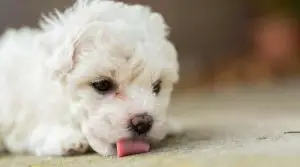 Small-White-Fluffy-Dog-With-Its-Tongue-on-the-Ground