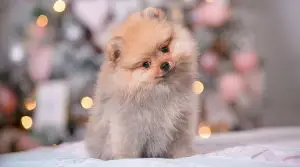 Teacup-Pomeranian-Healthy-Puppy
