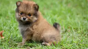 Teacup-Pomeranian-Puppy