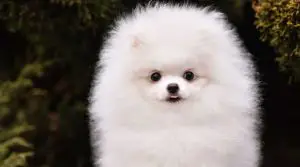 Teacup-Pomeranian-White-Coat