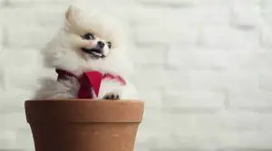 Teacup-Pomeranian-in-Pot