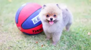 Teacup-Pomeranian-with-Ball