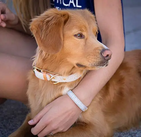 dog-with-collar