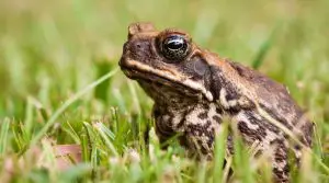 Cane-Toad-in-Grass