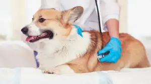 Dog-Being-Checked-Out-by-a-Veterinarian