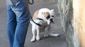 Dog-Defecating-on-a-Sidewalk