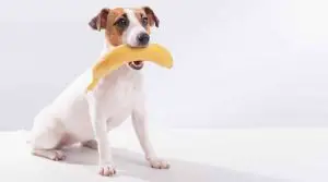 Dog-With-a-Full-Banana-in-its-Mouth