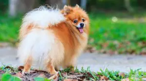 Happy-Pomeranian-Looking-Back