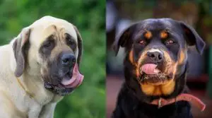 Large-Dogs-Licking-Their-Lips