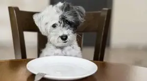 Small-Fluffy-White-and-Gray-Dog-at-Dinner-Table