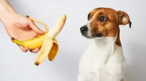 human-hand-feeding-small-dog-a-banana