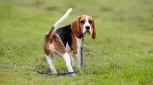 Beagle-Looking-Back