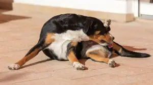 Dog-Licking-Its-Behind