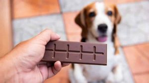 Bar-of-Cocoa-With-Beagle-in-Background