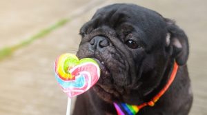 Black-Pug-Sniffing-a-Lollipop