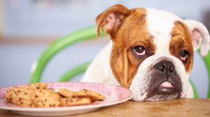 Bulldog-next-to-Plate-of-Chocolate-Chip-Sweets