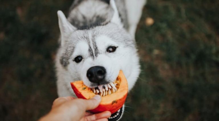 Dürfen Hunde Kürbis essen? Ist Kürbis für Hunde sicher, regelmäßig zu