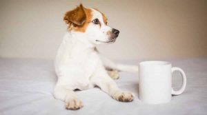Cute-Dog-With-White-Mug