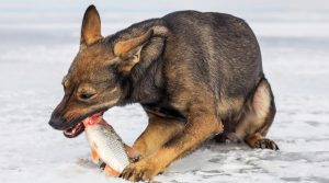 Dog-Gnawing-on-Seafood-in-the-Snow